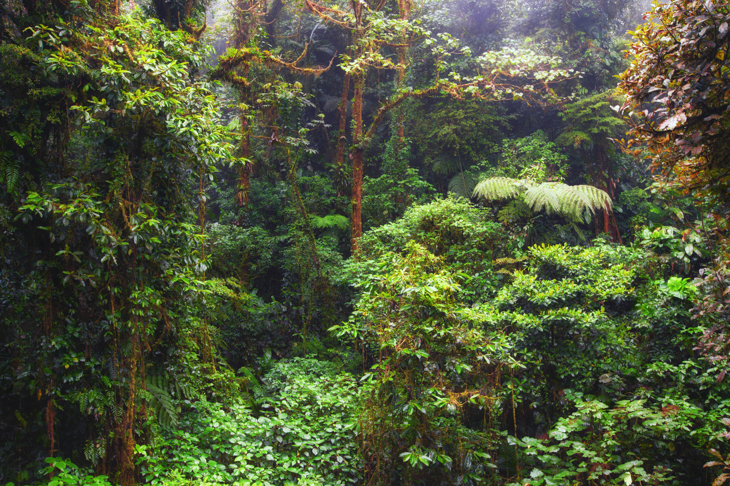 monteverde (4).webp